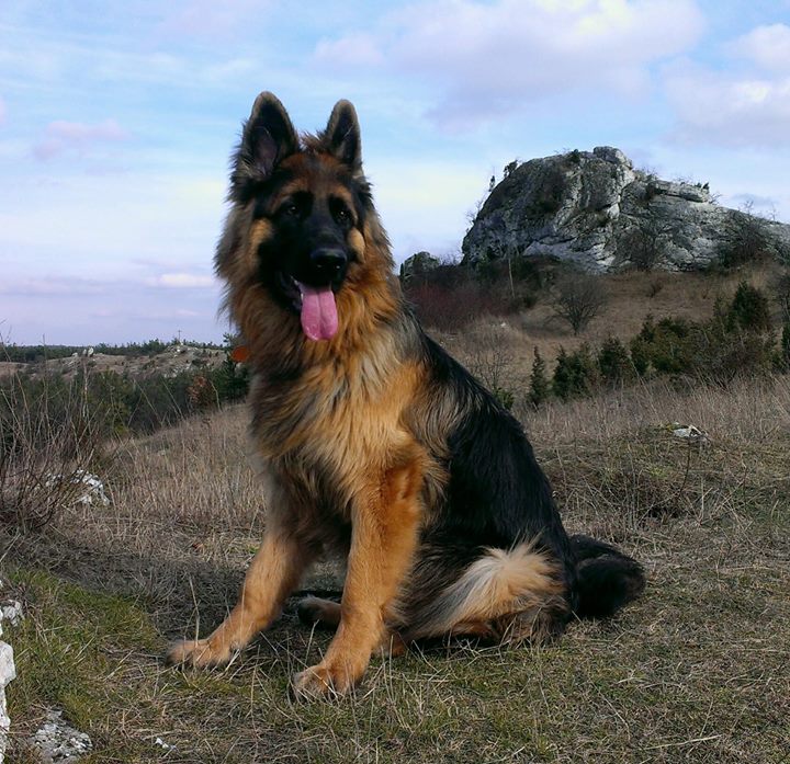 KING z Zielonego Ursynowa