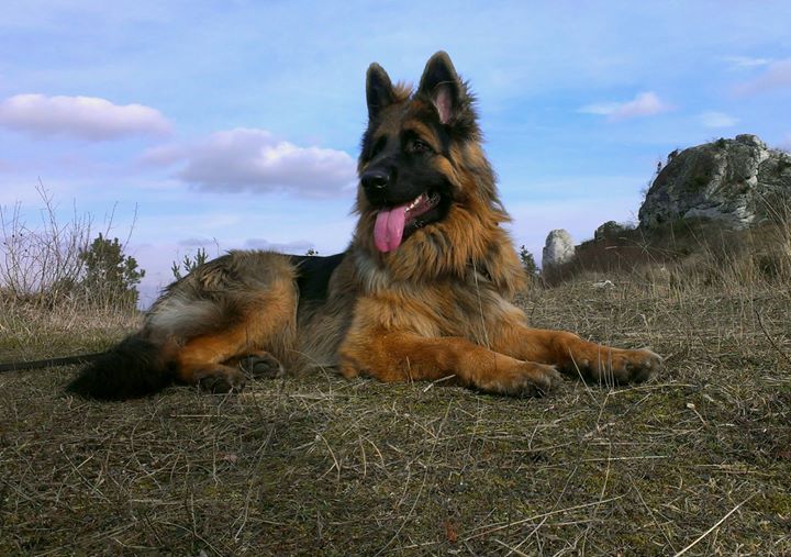 KING z Zielonego Ursynowa