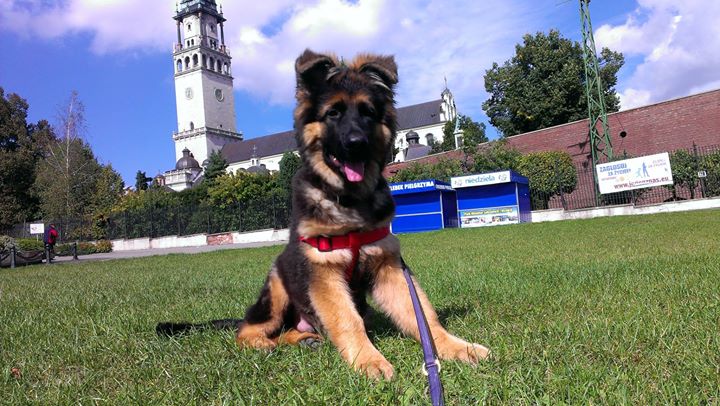 KING z Zielonego Ursynowa